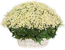 Цветочная композиция из Ромашки в корзине #REPLACE_PRED# Никульское